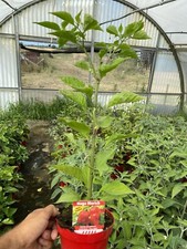 NON DISPONIBILE PIANTA