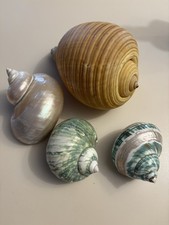 4 Conchiglie Grandi