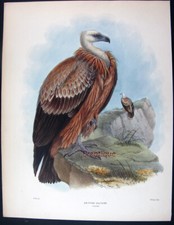 1872,LUPO dipinto a mano FOLIO GIOVANE GRIFONE VOLTURA U5Q