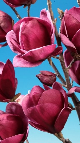 Pianta esterno magnolia - pianta,
