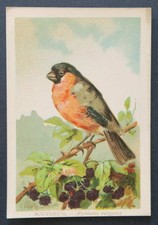 Immagine cromata BOUVREUIL