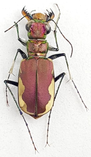 Carabidae cicindelinae - carabidae,,