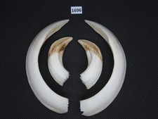 Pistola cinghiale (n. 1696)