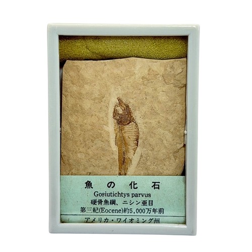 Raro originale gosiutichthys - raro,