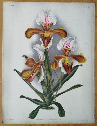 Cypripedium drapsianum - ,