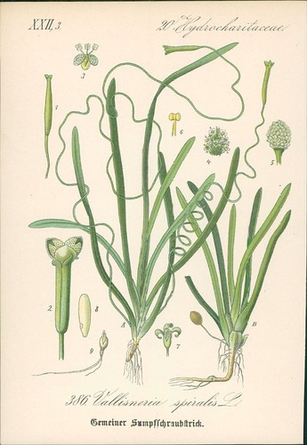 Chromolithographie gemeiner - chromolithographie,