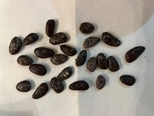 Delicious Pawpaws. 10  2025