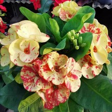 Pianta ibrida Euphorbia Milii