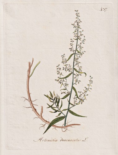 Estragone tarragon erbe - estragone,
