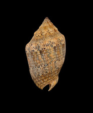 Conchiglia Shell VOLUTA MUSICA