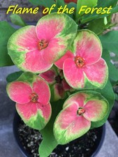 Euphorbia Milii Corona di Spine FIAMMA della FORESTA Corona d'Cristo Thai Hybrid