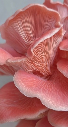 Coltura liquida per - , funghi