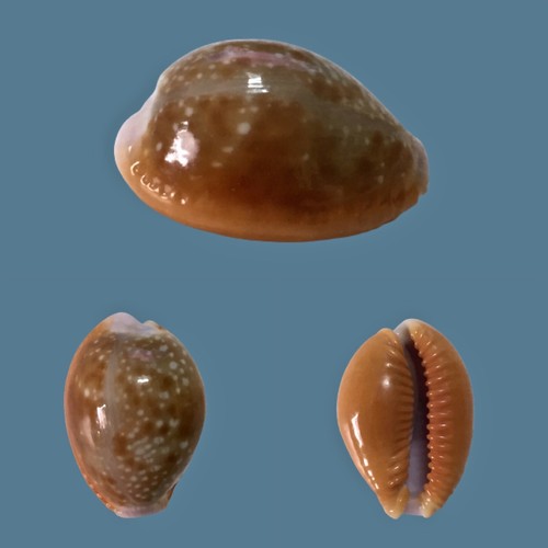 Cypraea helvola meridionalis