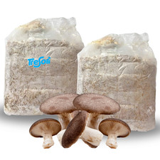 PANETTI FUNGHI CARDONCELLI PLEUROTUS ERYNGII SET COLTIVAZIONE MICELIO FUNGO 3 KG