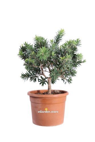 Pianta callistemon little - pianta,