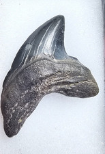 Alopias grandis dente di - dente,
