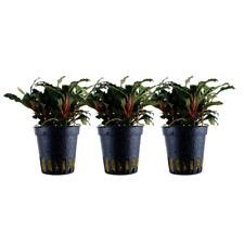 Pianta per acquario 3 pezzi