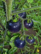Pomodoro rosa indaco 5+ semi -