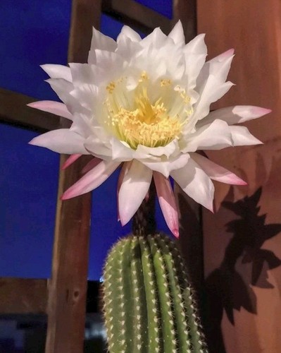Tri cereus schickendantzii - tri.cereus,