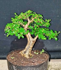 Bellissimo!!!  Bonsai di Carmona Retusa/Ehretia Microphylla vero e proprio 001|