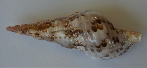 Conchiglia charonia tritonis - conchiglia,