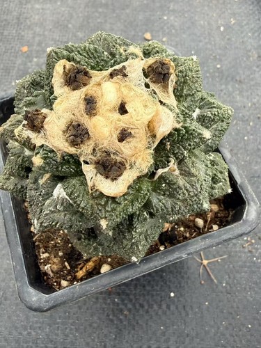 Ariocarpus astrophytum - ariocarpus,