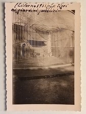 Livorno (1933). Le tigri nei giardini pubblici.
