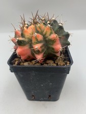Gymnocalycium mihanovichii