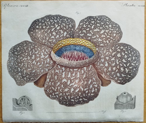 Fiore più grande rafflesia - fiore,