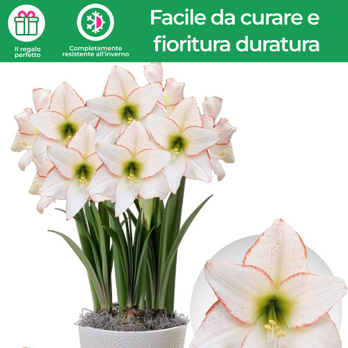 Bulbi amarillide picotee - di,