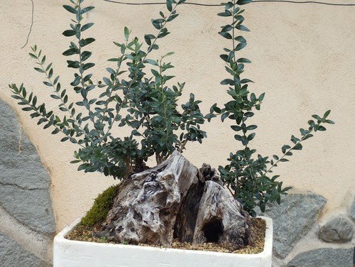 Bonsai olivastro foglie - bonsai,