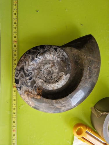 Goniatite fossili cefalopodi - ,