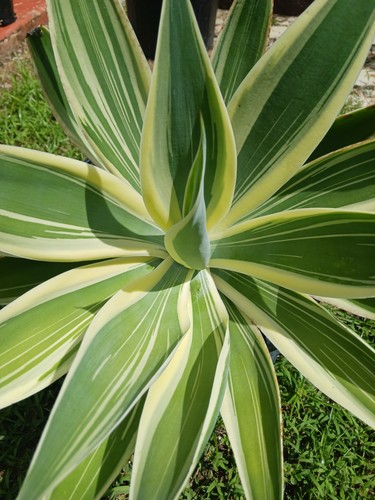 Myron magic agave attenuata - (agave,