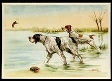 ENGLISH SETTER & Bracco Working Dog Art Picture Postcard Mario Norfini Italian