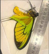Ornithoptera Paradisea Borchi