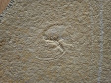 Top Clausocaris fossile di