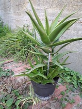 Aloe arborescens altezza 20/30