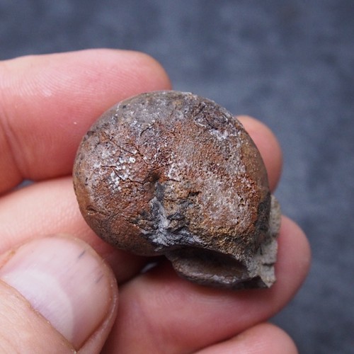 Discoclymenia ematite - discoclymenia,