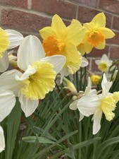 50 bellissimi narcisi misti