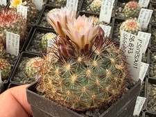 Pediocactus simponii 873 - pediocactus, sb