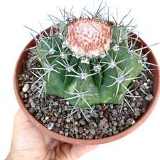 Melocactus bahiensis subs