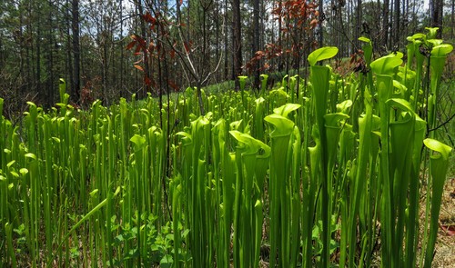 Sarracenia alata pianta - -,