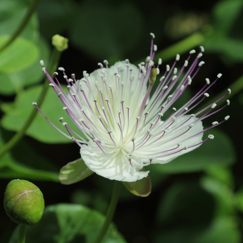 Capparis spinosa inermis - capparis,