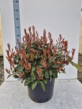 Photinia red robin - robin, in