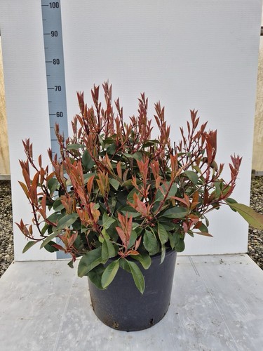 Photinia red robin palla in - a,