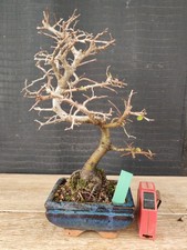 bonsai  olmo cinese   h 30 cm