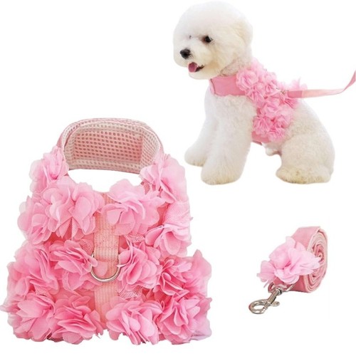 Carino yorkie guinzaglio - carino,