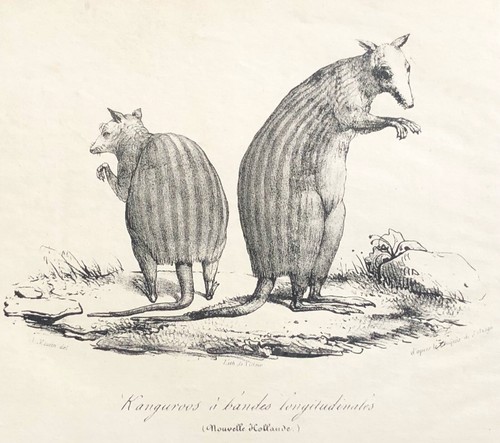Canguro australia - canguro,