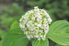 Testato! Obiettivo standard