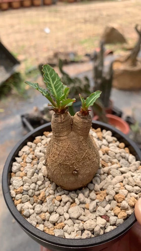 Euphorbia rossii ceppo - euphorbia, rossii,